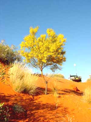 Mimosa en fleur, emblème de l'Australie