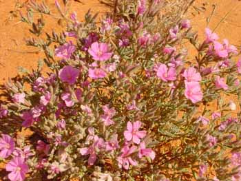 Désert de Simpson en fleurs, Australie