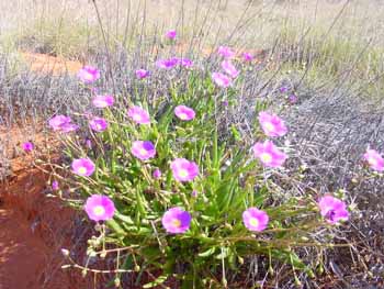 Désert de Simpson en fleurs,Australie