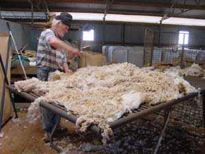 Tonte des moutons Australie