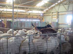 Sheep Station en Australie