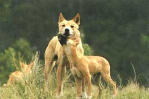 Dingo chien féral d'Australie