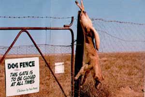 Dépouille de dingo accrochée au dingo ou Dog Fence en Australie