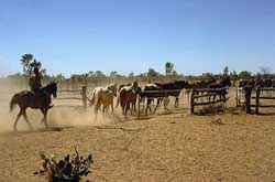 Chevaux, mustering Australie