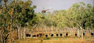 Mustering Australie