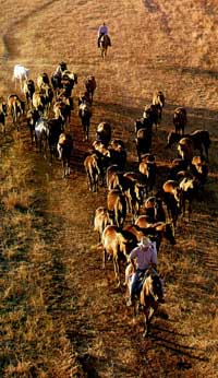 Chevaux, mustering Australie