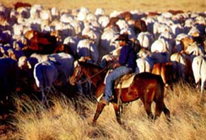 Mustering Australie