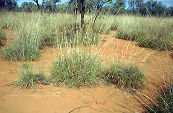 Spinifex, herbe endémique d'Australie