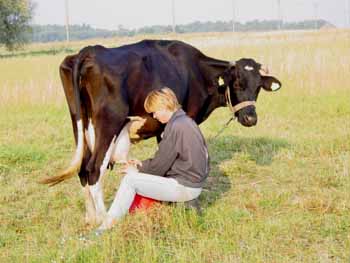 la traite des vaches