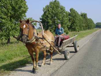 le cheval est toujours présent