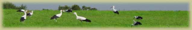 Cigognes dans les pays baltes