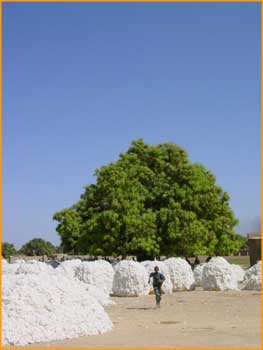 Cultures cotoninères