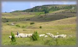 Moutons 