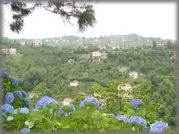 Rize