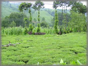 Plantation de thé - Rize