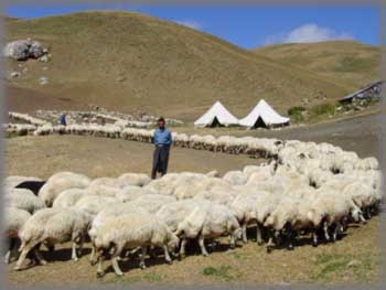 Nomades en été et leur moutons