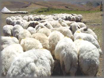 Nomades en été et leur moutons