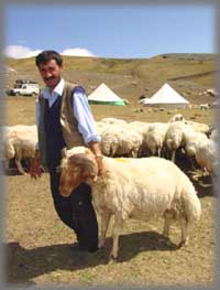 Nomades en été et leur moutons