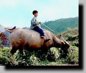 Le buffle et l'enfant