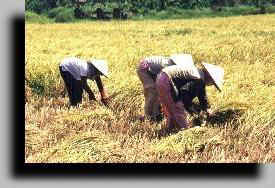 La moisson se fait  la main