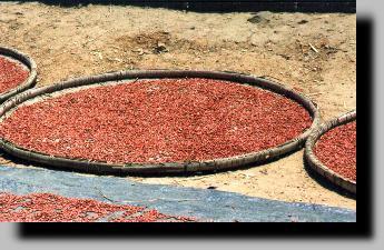 Schage d'haricots rouges