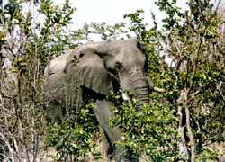 Eléphant à Hwange NP