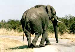 Eléphant à Hwange NP