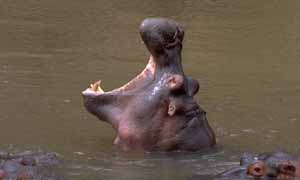 Hippopotamus amphibus