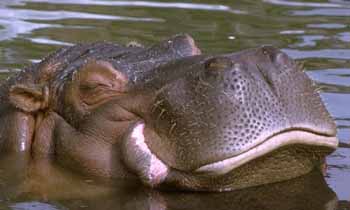 hippopotame